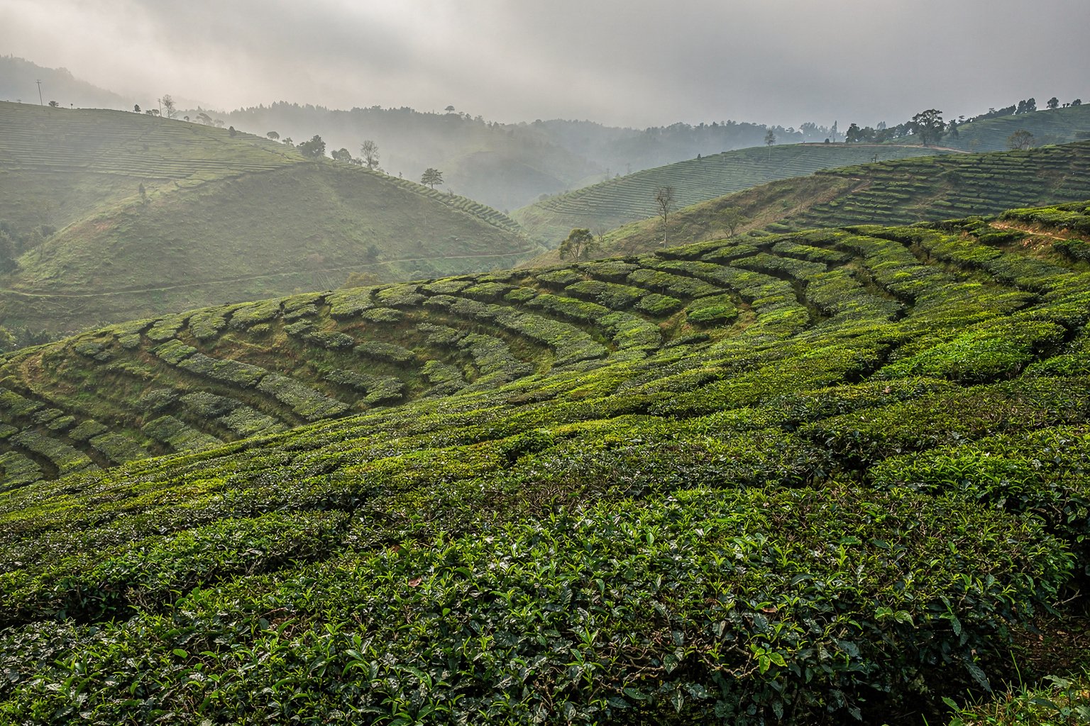 Tea plantation terraces on misty hills in the Western Ghats (illustrative image)