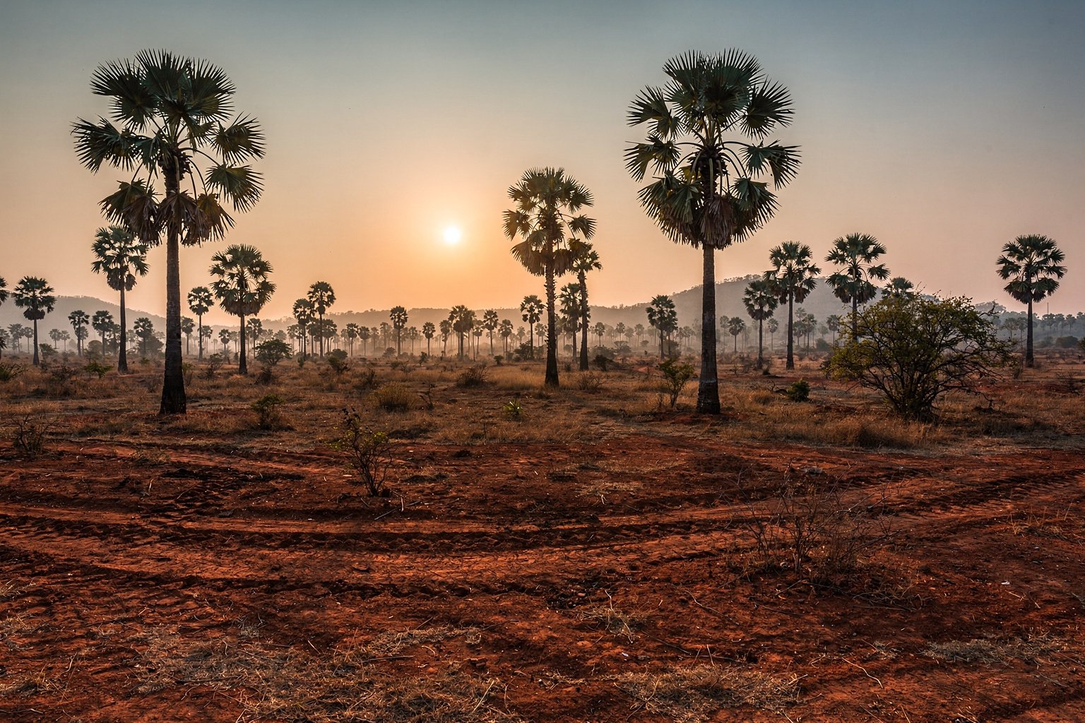Dry plains with palmyra palms at golden hour in southern Tamil Nadu (illustrative image)